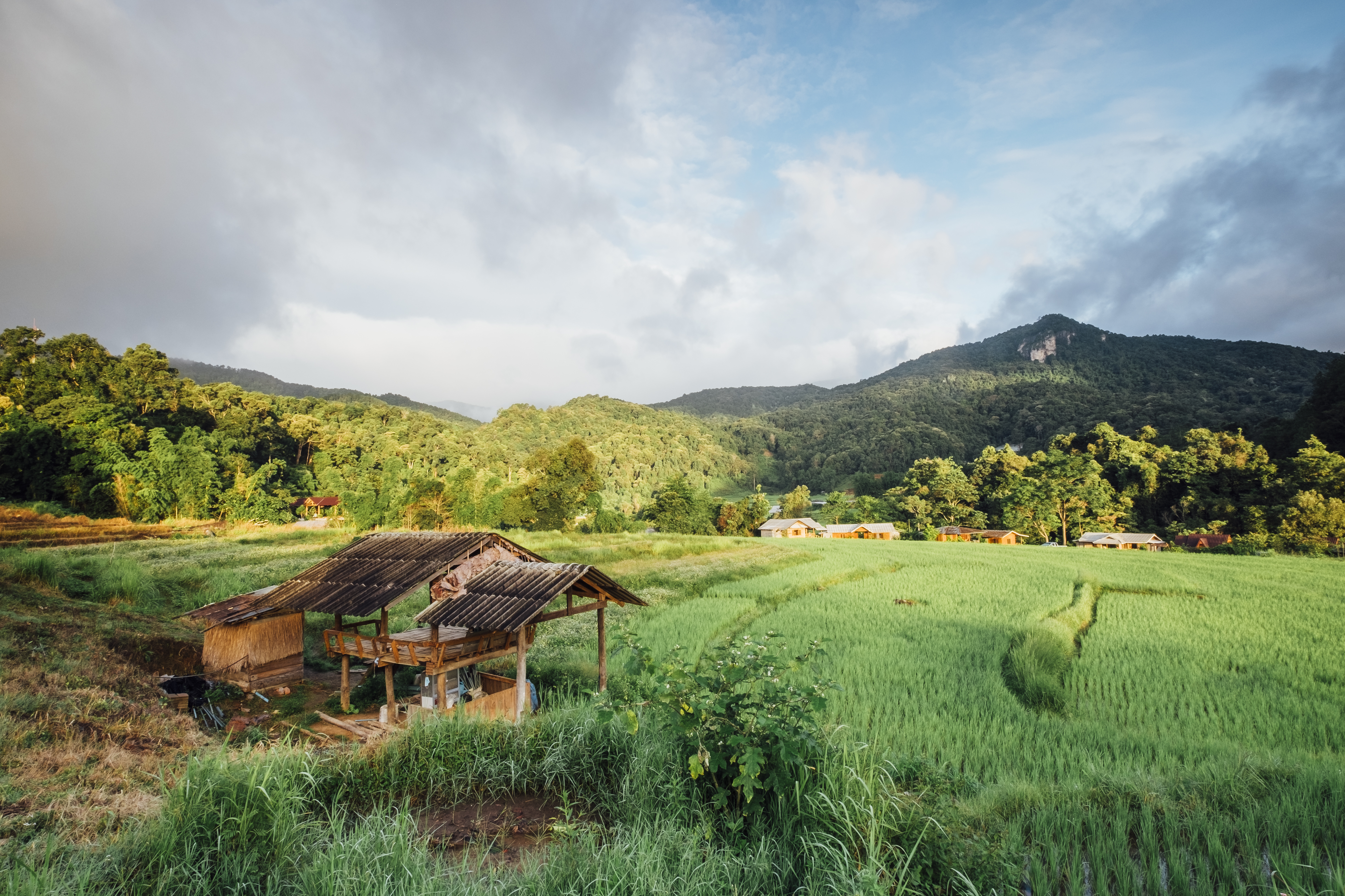 rice field